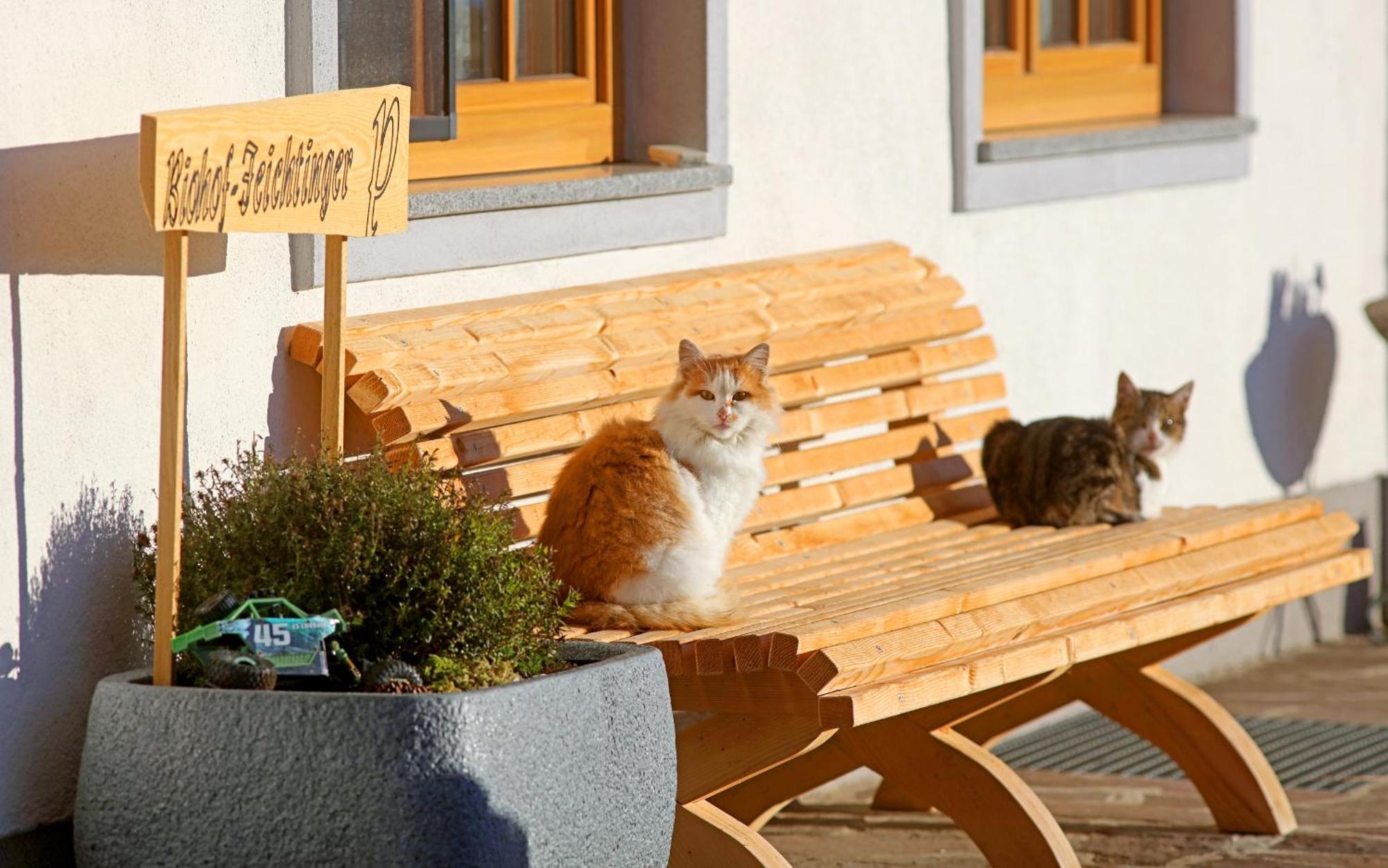 Biohof-Feichtinger Apartment Zell am Moos Bagian luar foto
