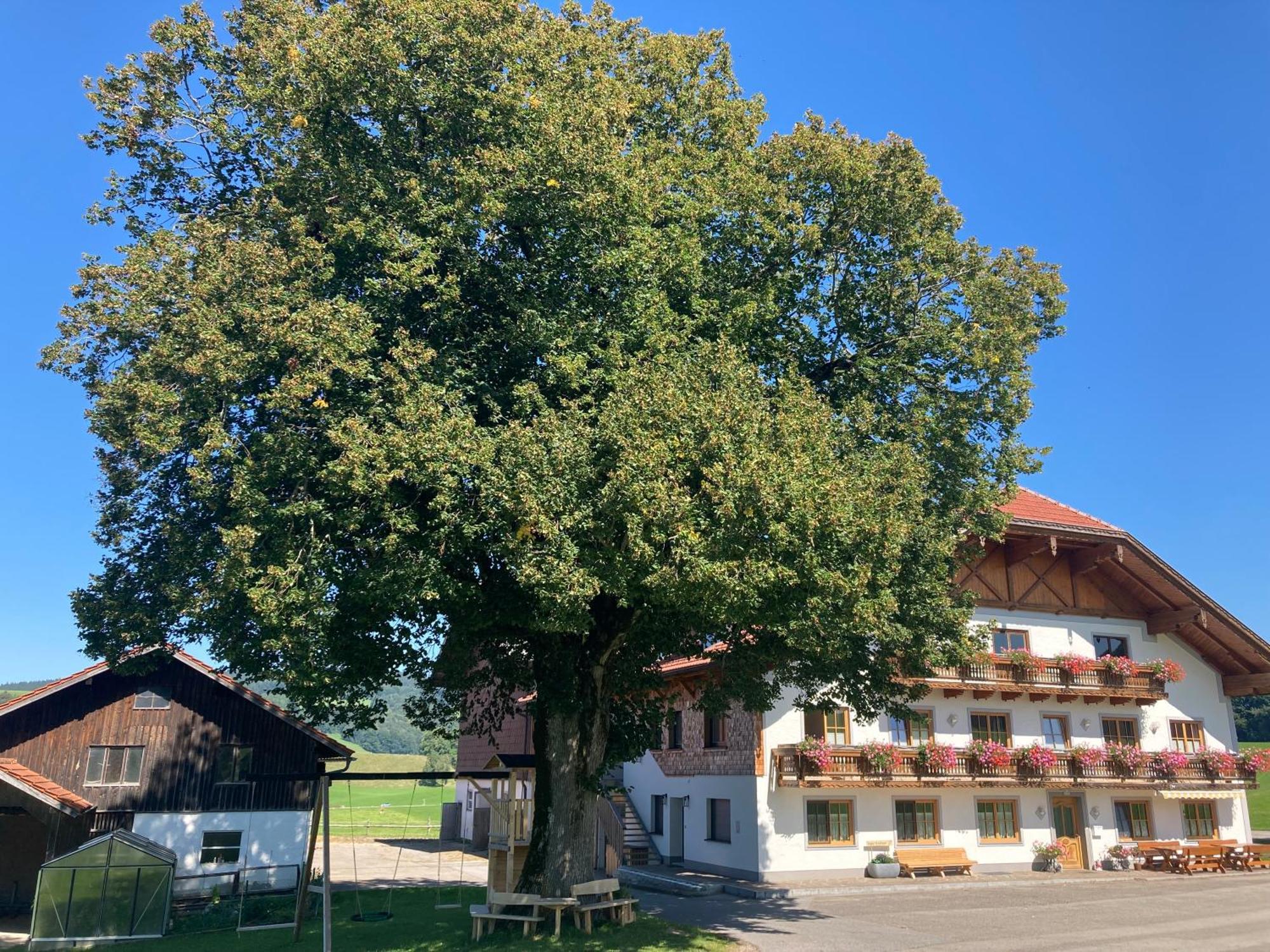 Biohof-Feichtinger Apartment Zell am Moos Bagian luar foto